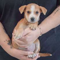 Thumbnail photo of Daisy #3