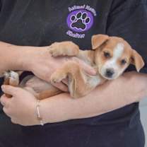 Thumbnail photo of Daisy #4