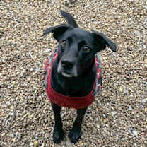 Thumbnail photo of Zanny #2