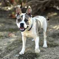 Thumbnail photo of Cowboy #1