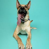 Thumbnail photo of Calhoun English #2