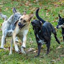 Thumbnail photo of Calhoun English #3