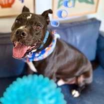 Thumbnail photo of Baylor Banjo Morning Coffee Buddy #4