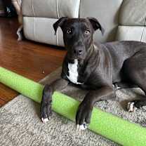 Thumbnail photo of Kelso The Sweetest Boy #2