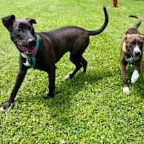 Thumbnail photo of Kelso The Sweetest Boy #3