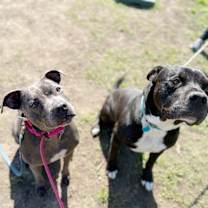 Thumbnail photo of Lola Lovebug your Soulmate on Four Paws #3