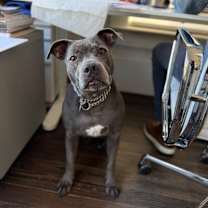 Thumbnail photo of Lola Lovebug your Soulmate on Four Paws #4