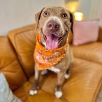 Thumbnail photo of Stanley is the man #1