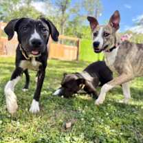 Thumbnail photo of Zelda the ball-loving fetch girlie #4