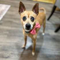 Thumbnail photo of Gizmo Do Your Dance #1