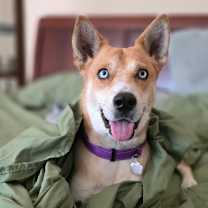 Thumbnail photo of Darling Delilah so Dainty #1