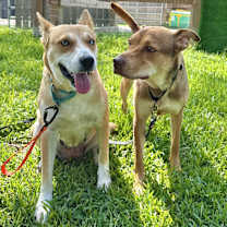 Thumbnail photo of Darling Delilah so Dainty #2