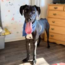 Thumbnail photo of Baloo Big Hearted Goofy Boy #1