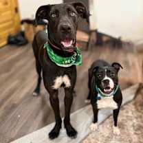 Thumbnail photo of Baloo Big Hearted Goofy Boy #3