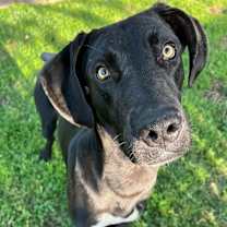 Thumbnail photo of Baloo Big Hearted Goofy Boy #4