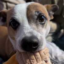 Thumbnail photo of Bambi is ready to learn all the cool tricks! #3