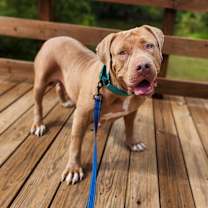 Thumbnail photo of Xena gorgeous and gentle girly #1