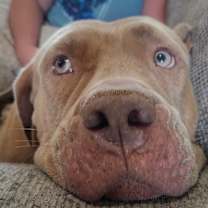 Thumbnail photo of Xena gorgeous and gentle girly #2