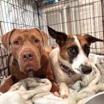 Thumbnail photo of Xena gorgeous and gentle girly #3