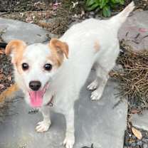 Thumbnail photo of Stark #4