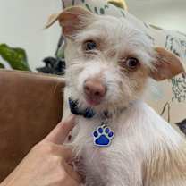 Thumbnail photo of Huckleberry Frolicking Bunnykins #1