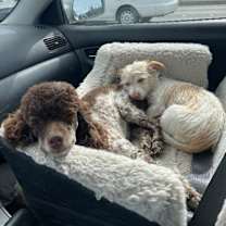 Thumbnail photo of Huckleberry Frolicking Bunnykins #3