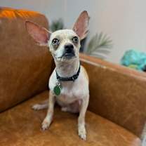 Thumbnail photo of Rowena #2