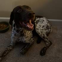 Thumbnail photo of Huck #1