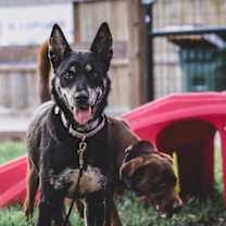 Thumbnail photo of Trixie Loves Little Dogs #1