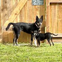 Thumbnail photo of Trixie Loves Little Dogs #2