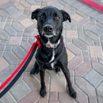 Thumbnail photo of Casanova #1