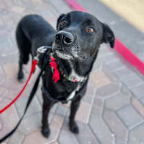 Thumbnail photo of Casanova #2