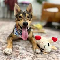 Thumbnail photo of Your Huckleberry Heart #1