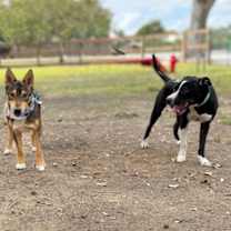 Thumbnail photo of Your Huckleberry Heart #2