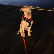 Thumbnail photo of Beethoven Clu Tiny and Sweet #2