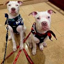 Thumbnail photo of Beethoven Clu Tiny and Sweet #3