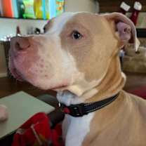 Thumbnail photo of Blaze Sir Snuggleton #2