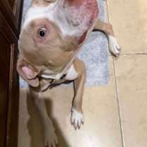 Thumbnail photo of Blaze Sir Snuggleton #3