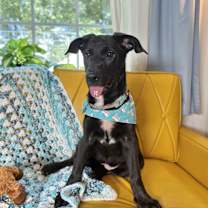 Thumbnail photo of Pantera Hebert #2