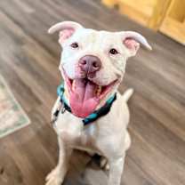 Thumbnail photo of Nate Smiles the Sunshine Pup #1