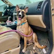 Thumbnail photo of Roxy Roo the one for you! #3