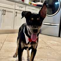 Thumbnail photo of Braeburn Apple #4