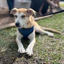 Thumbnail photo of Jonagold Apple #3