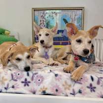 Thumbnail photo of Jonagold Apple #4