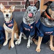 Thumbnail photo of Evercrisp Apple #2