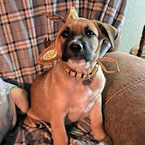 Thumbnail photo of Rice Krispie #2