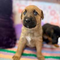 Thumbnail photo of Alesie Cutie Alaskan #1