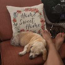 Thumbnail photo of Little Biscuit #3