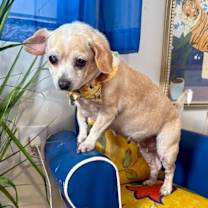 Thumbnail photo of Little Biscuit #4