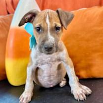 Thumbnail photo of Bam Bam Flintstone #1